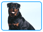 Pet Hair Removal Tools